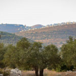 Israeli settler attacks on olive crops helps spearhead land grabs in Palestine 