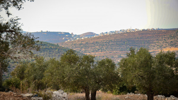Israeli settler attacks on olive crops helps spearhead land grabs in Palestine 