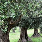 Turkey’s move to allow destruction of olive groves for mining operations sparks public outrage 4