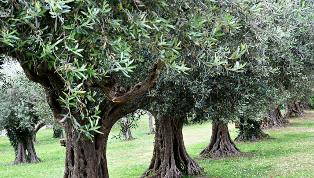Turkey’s move to allow destruction of olive groves for mining operations sparks public outrage 1