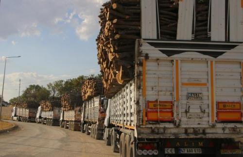 'Cutting of trees continues in Şırnak for two years'