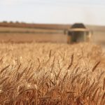 US accused of smuggling tons of grain from Syria 2