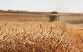 US accused of smuggling tons of grain from Syria 13