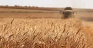 Turkey to host Russia, Ukraine, UN for talks on grain exports