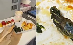 Snake head found in plane food on Turkish airline 15