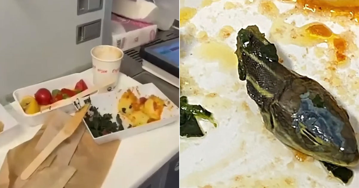 Snake head found in plane food on Turkish airline 1