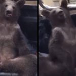 Disoriented bear rescued after getting high from ‘mad honey,’ Turkish officials say 3