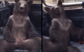 Disoriented bear rescued after getting high from ‘mad honey,’ Turkish officials say 18