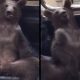 Disoriented bear rescued after getting high from ‘mad honey,’ Turkish officials say 55