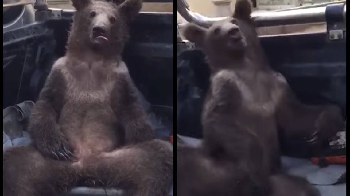 Disoriented bear rescued after getting high from ‘mad honey,’ Turkish officials say 4