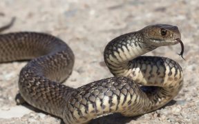 Toddler in Turkey bitten on the lip by snake, responds with bite of her own which killed the animal. 14