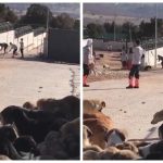Shelter employee beating dog to death using shovel causes public outrage in Turkey 3