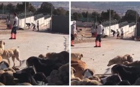 Shelter employee beating dog to death using shovel causes public outrage in Turkey 50