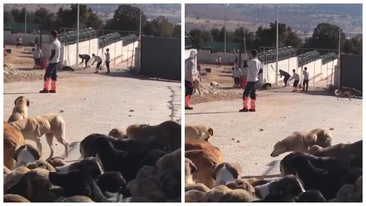 Shelter employee beating dog to death using shovel causes public outrage in Turkey 1