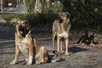 Turkey introduces controversial bill targeting stray dogs 4